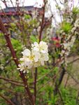 梨花