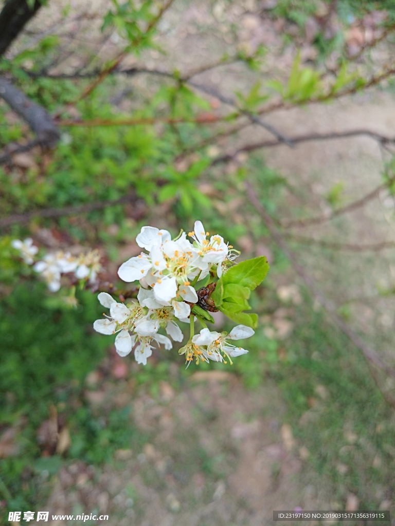 梨花