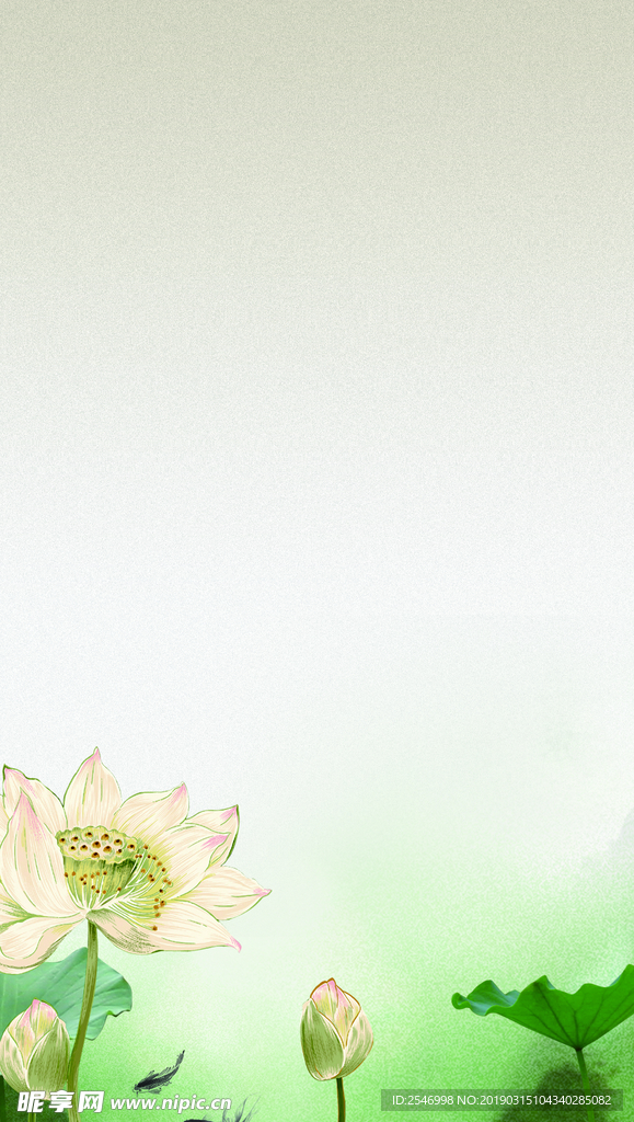 荷花背景