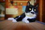 奔驰