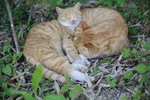 橘猫
