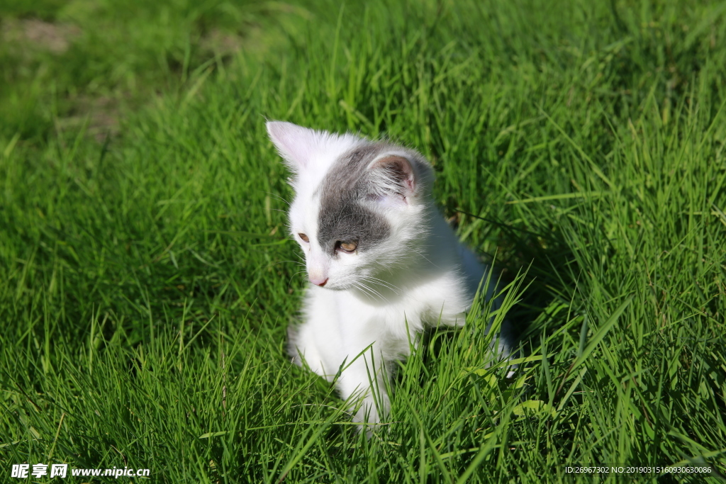 小奶猫