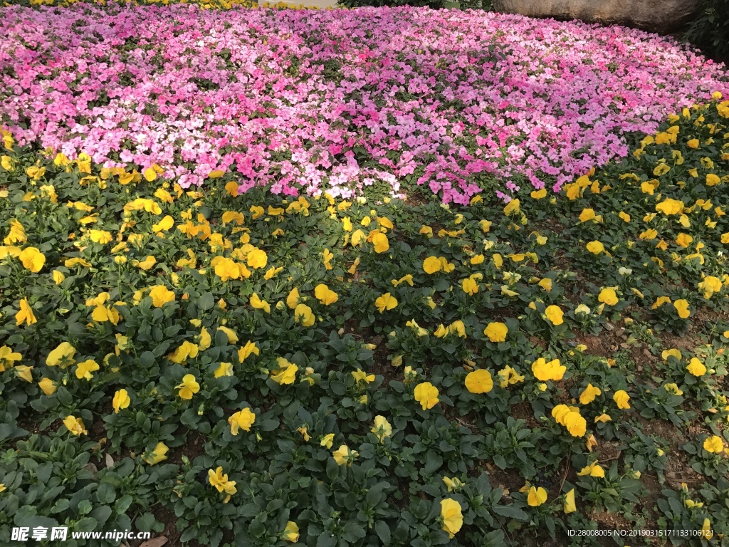 花朵素材