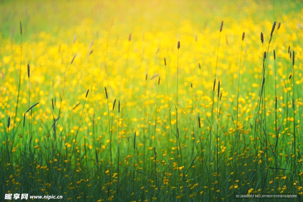 油菜花地