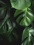 绿色植物