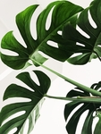 绿色植物