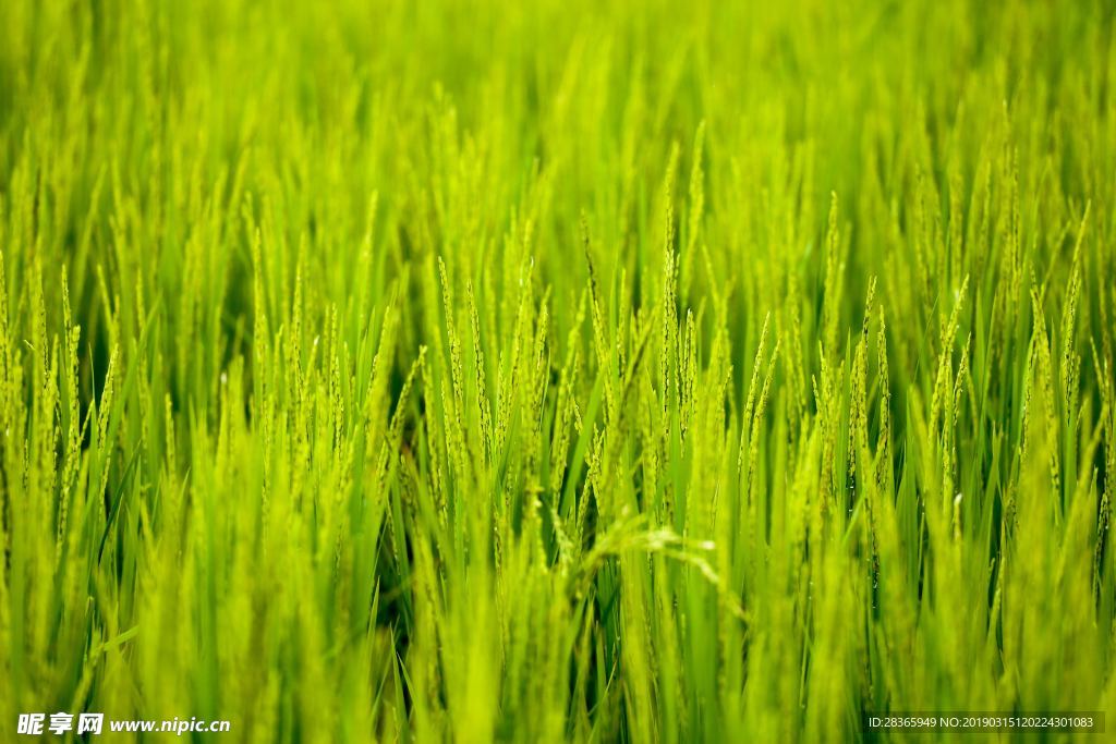 绿色稻田风景