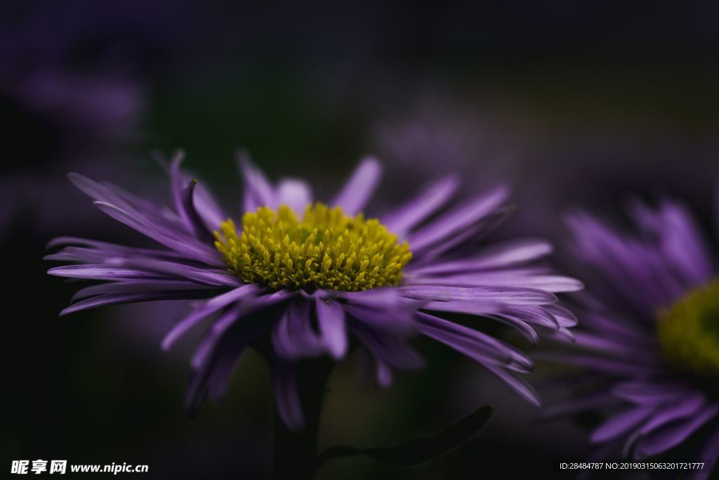 紫色高清花朵