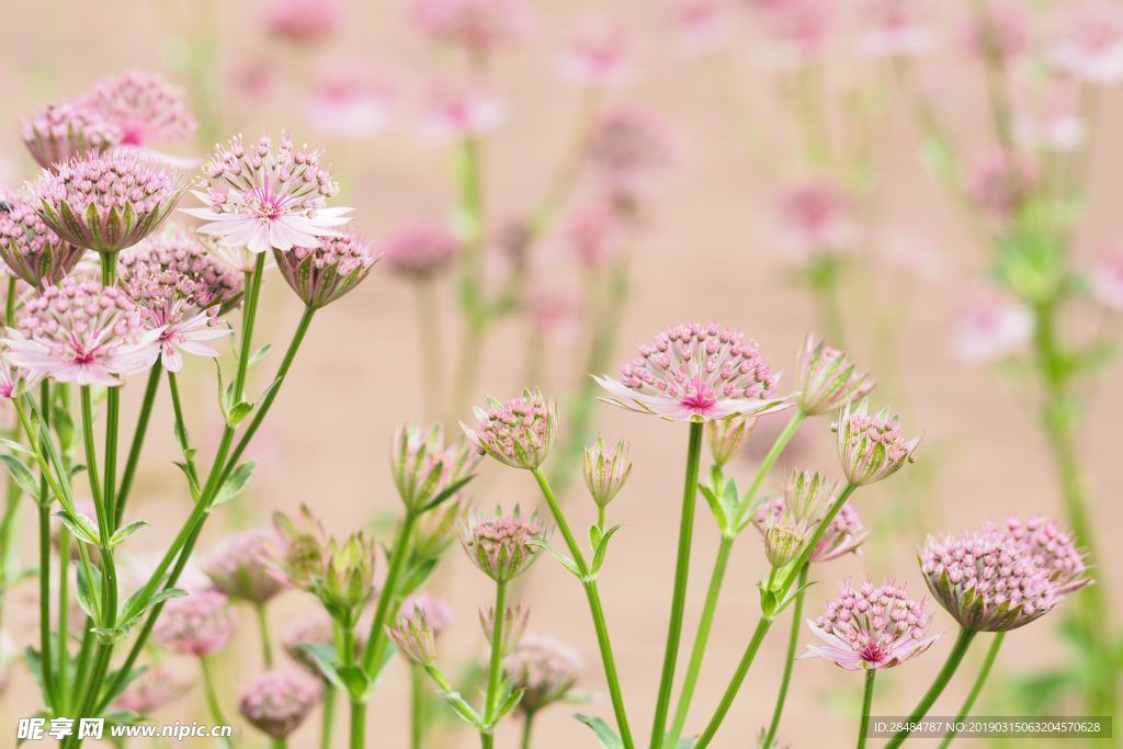 花朵特写