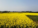 油菜花