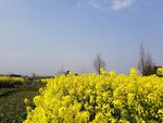 油菜花