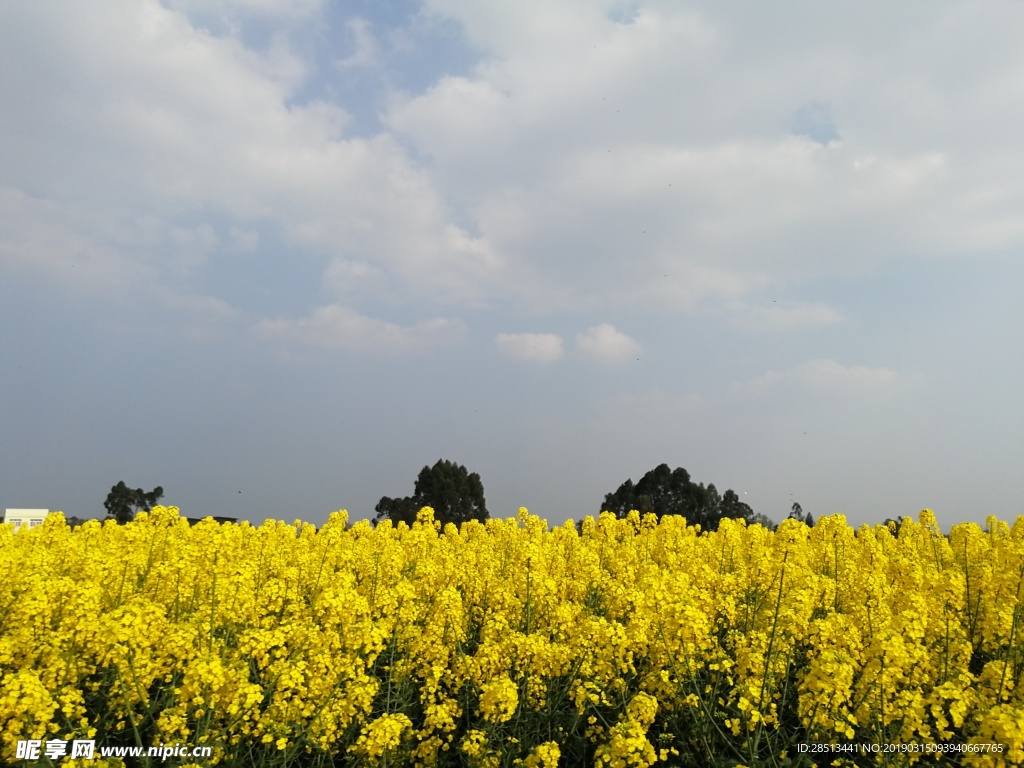油菜花
