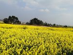 油菜花