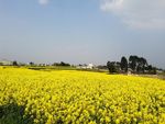 油菜花