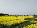 油菜花