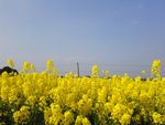 油菜花