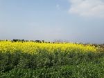 油菜花