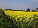 油菜花