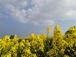油菜花