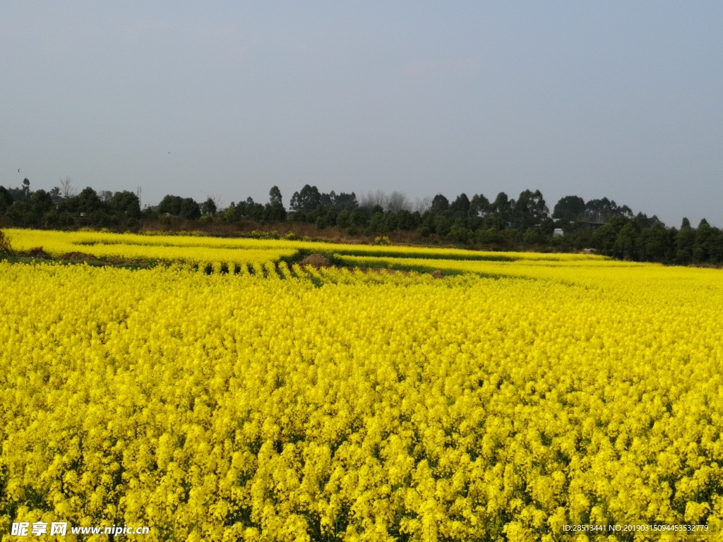 油菜花