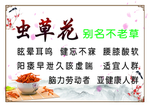 虫草花