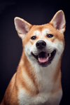 可爱的秋田犬