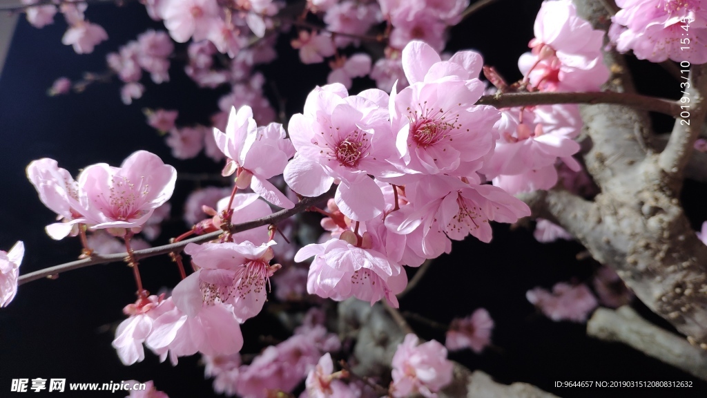 梅花
