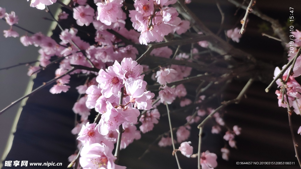 梅花