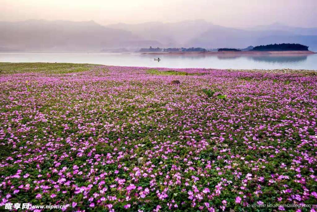 花的海洋