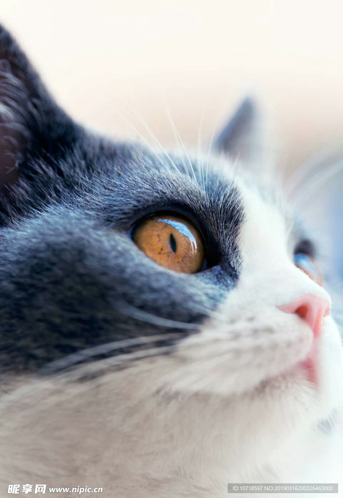 猫眼猫头