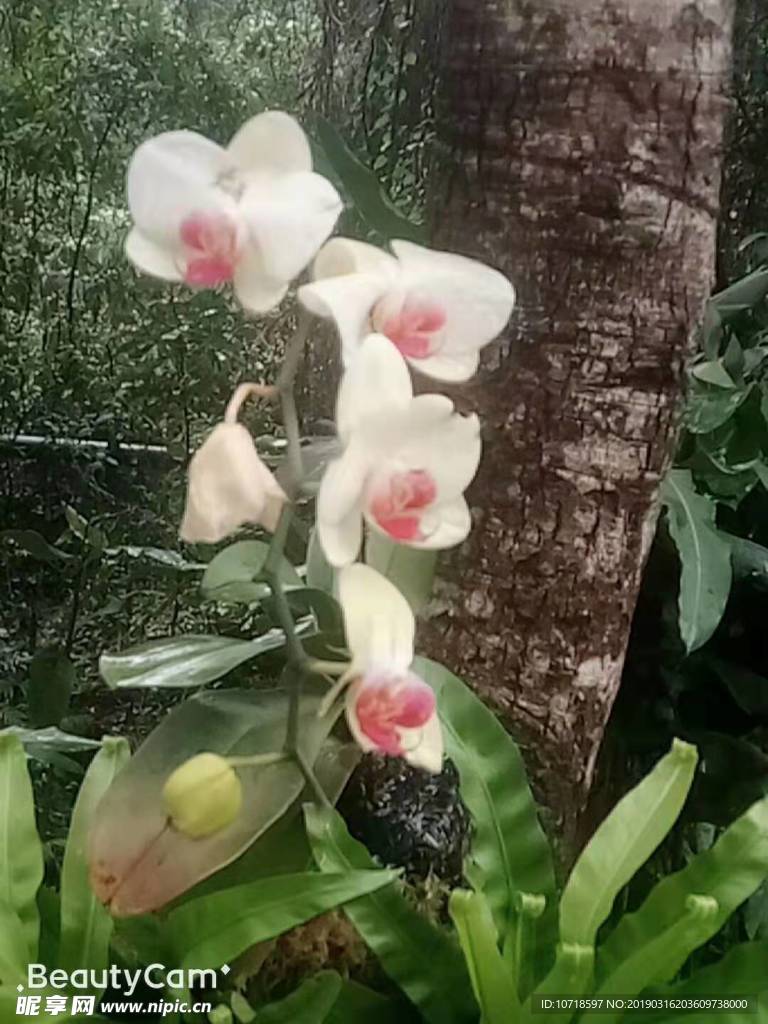 花草