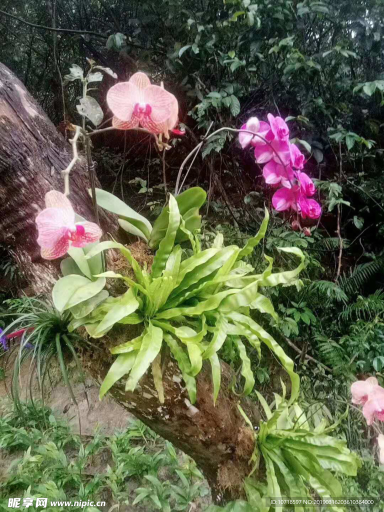 花草树木