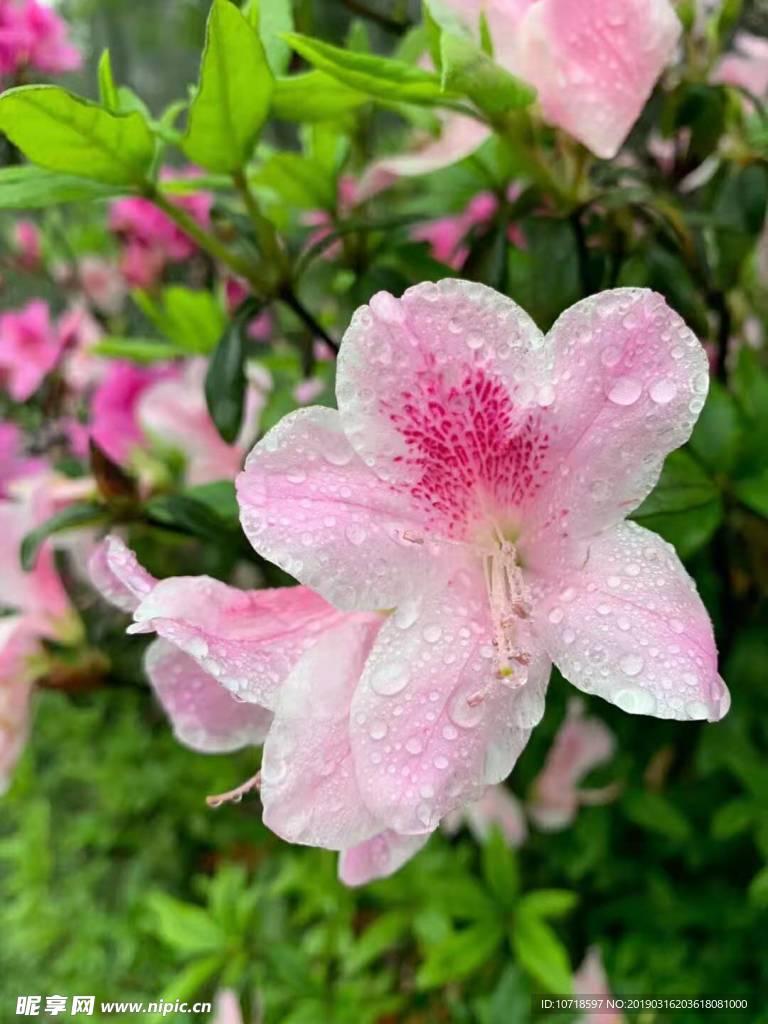 花草
