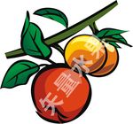 矢量水果 苹果 桔子