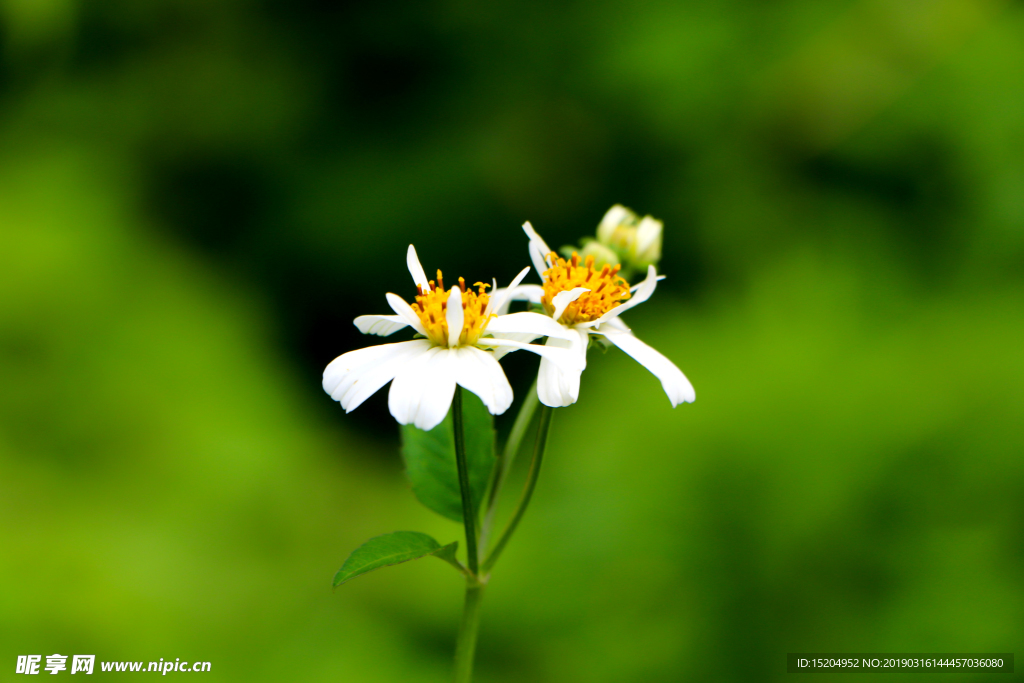 花