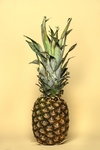 菠萝