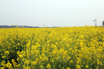 踏春 油菜花 春天