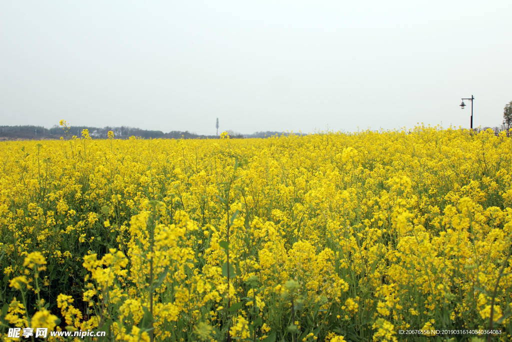 踏春 油菜花 春天