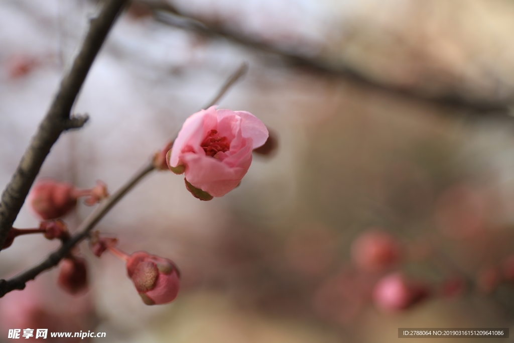 微距粉色梅花