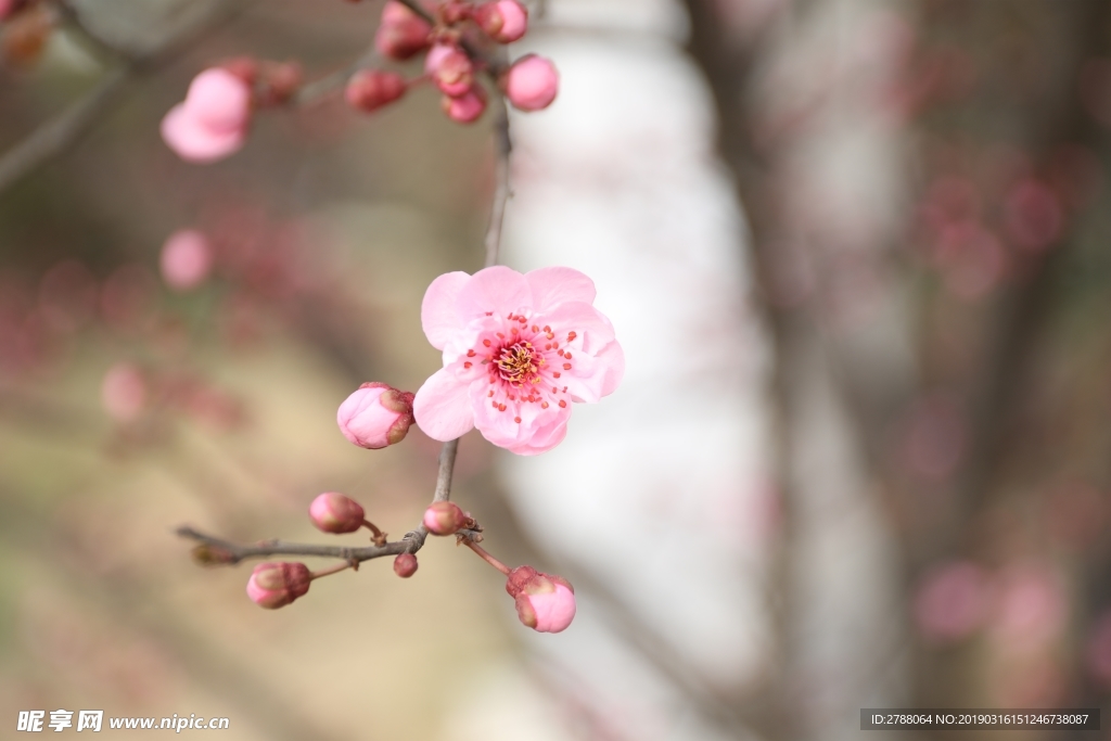 粉红梅花花瓣