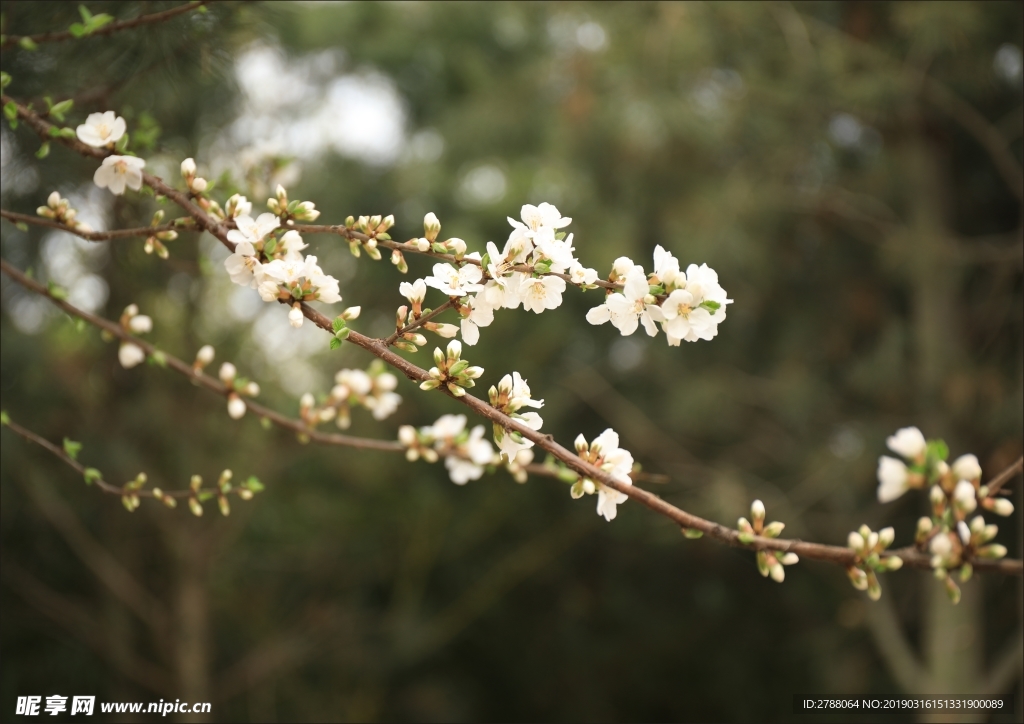 白色梅花枝条