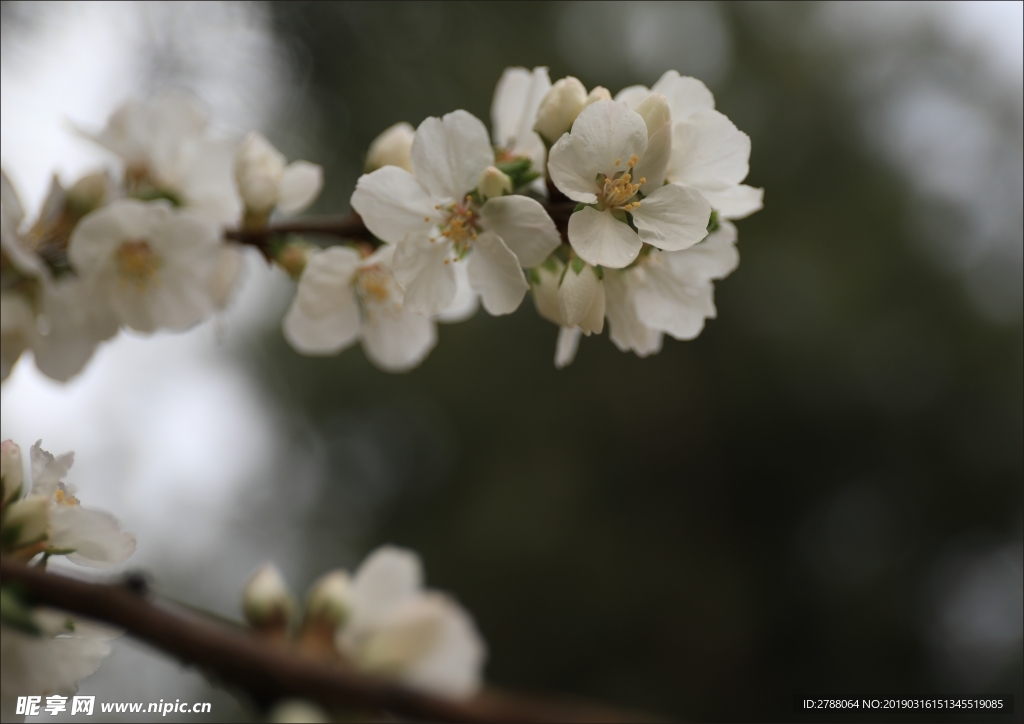 白色樱花