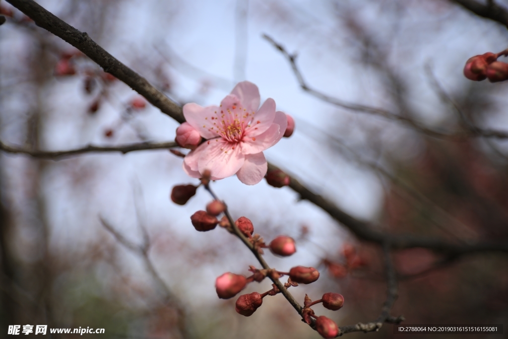 摄影作品  花  微距