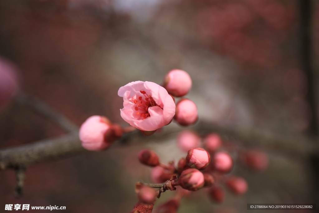 摄影作品  花  微距