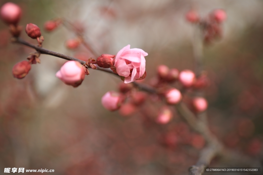 摄影作品  花  微距