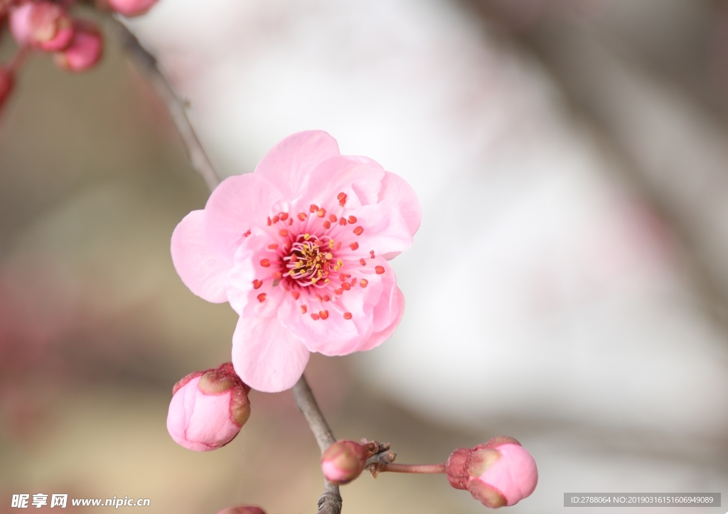 摄影作品  花  微距