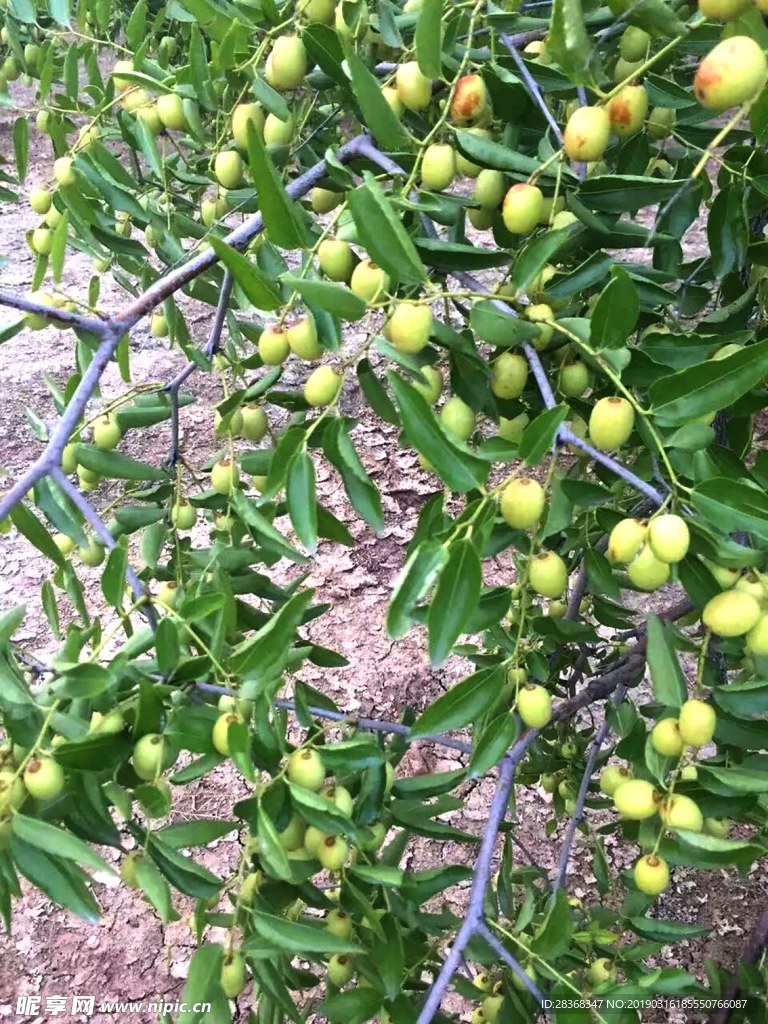 枣 大枣