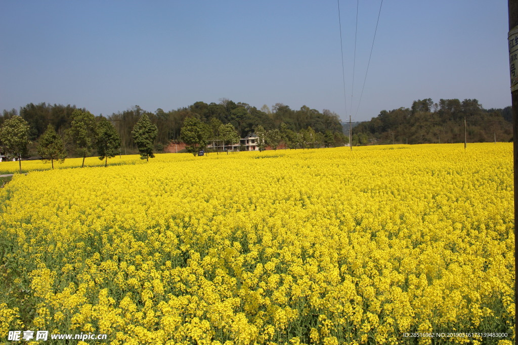 油菜花