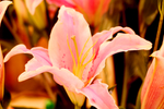 百合花
