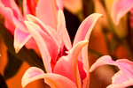 百合花